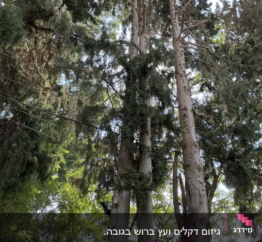 עצים גבוהים עם ענפים ועלים ירוקים, מתאים לגיזום